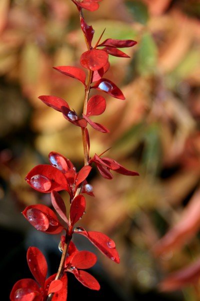 berberis.thunbergii.laugardalur.solbroddur.laugardalur 8