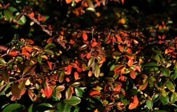 breidumispill.skogholm 2