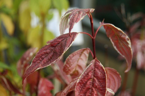 cornus.alba.sibirica.variegata.sveighyrnir.sibrica.variegata 2