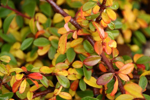 cotoneaster.dammeri.skogholm.breidumispill.skogholm 3