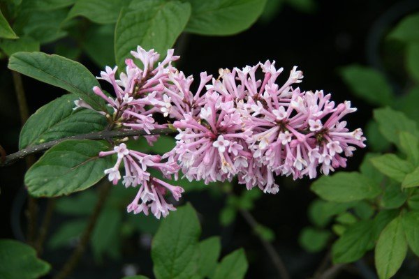 fagursyrena.elinor 7