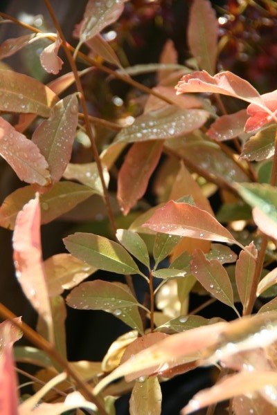 perlurunni.the.bride 4