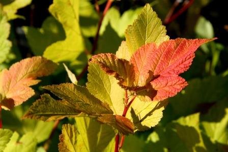 physocarpus.opulifolius.darts.gold.gardakvistill.darts.gold 2