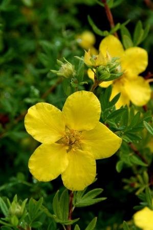 potentilla.fruticosa.runnamura 6
