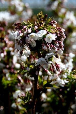 prunus.nipponica.brilliant.rosakirsi.brilliant 10