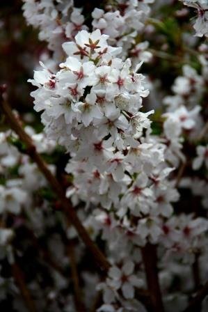 prunus.nipponica.brilliant.rosakirsi.brilliant 6