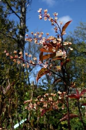 prunus.padus.colorata.blodheggur.colorata 14