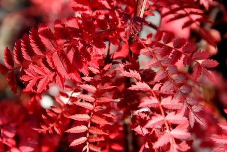 sorbus.bissetii.rubinreynir 3