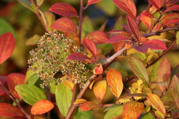 spiraea.henryi.storkvistur 2