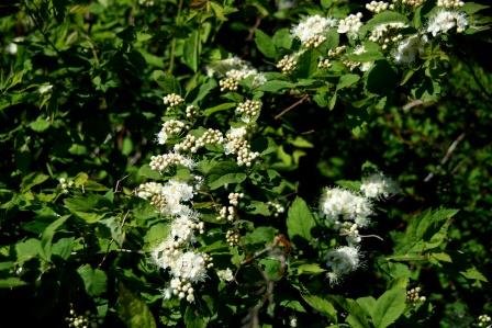 spiraea.trilobata.siberiukvistur 2