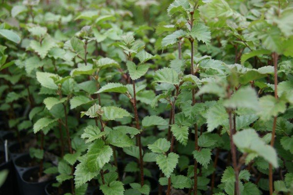 steinbjork.skogarplontur 4