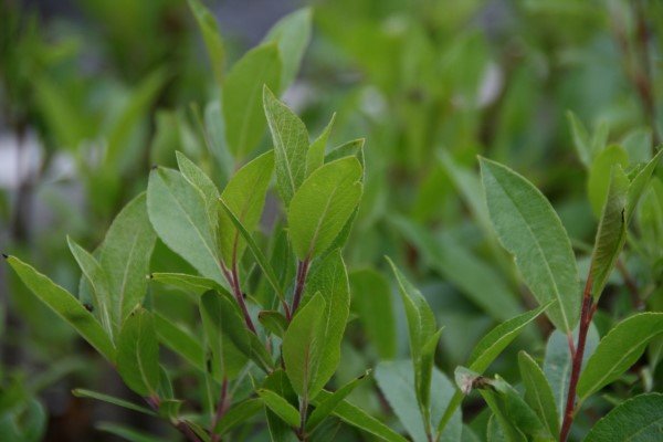 vidja.skogarplontur 6