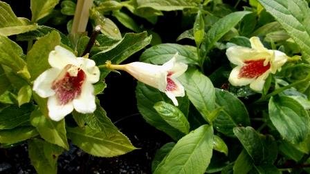 weigela.middendorffiana.gullklukkurunni 7