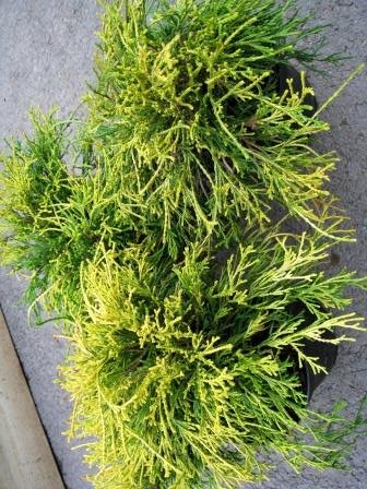 Chamaecyparis. Sungold