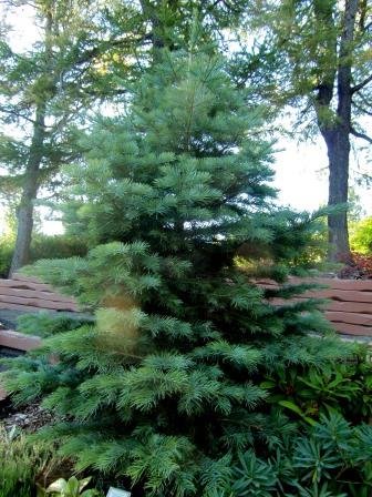 abies.concolor.hvitthinur