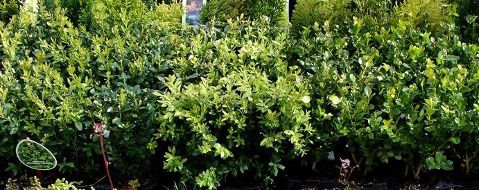 buxus.sempervirens.fagurlim