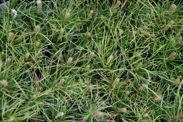 dvergfura.skogarplontur 2