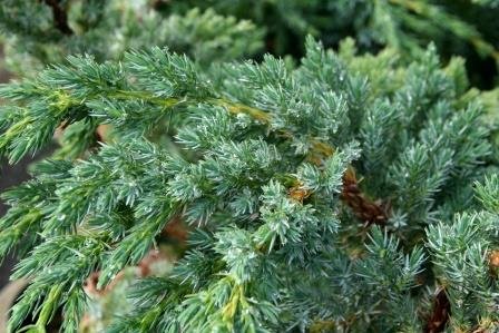 juniperus.squamata.himalajaeinir 7