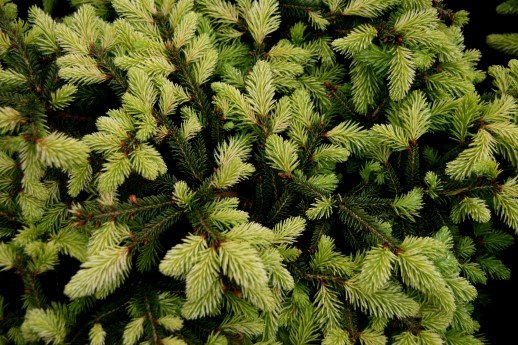 picea.abies.nidiformis.raudgreni 2