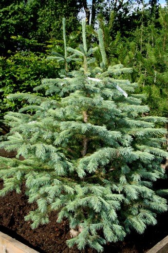 picea.engelmannii.blagreni 3