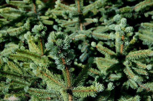 picea.pungens.fat.albert.broddgreni 3