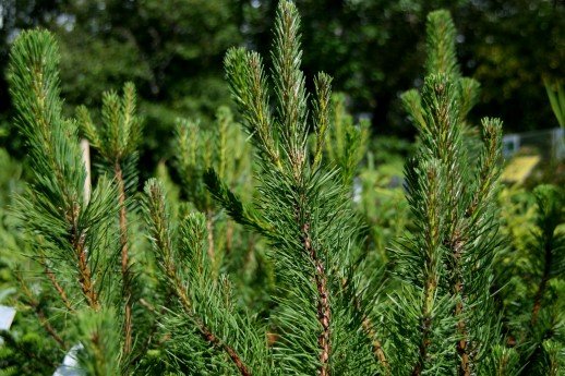 pinus.uncinata.bergfura 3