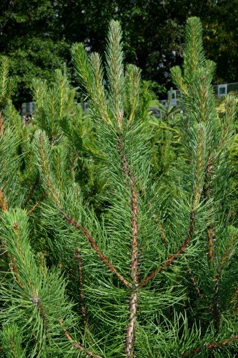 pinus.uncinata.bergfura 4