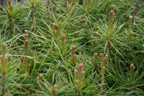 skogarfura.skogarplontur 3