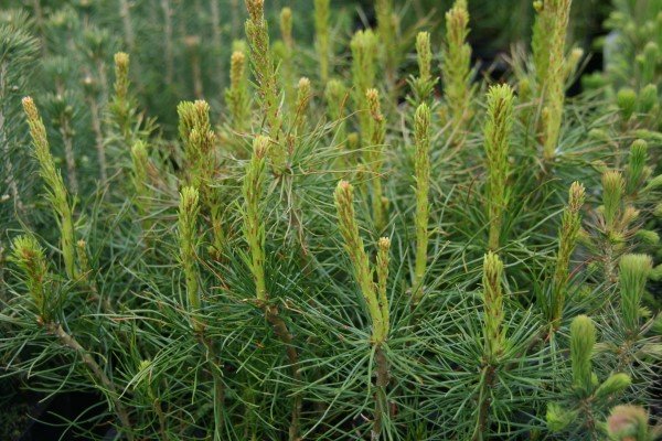 stafafura.skogarplontur 4