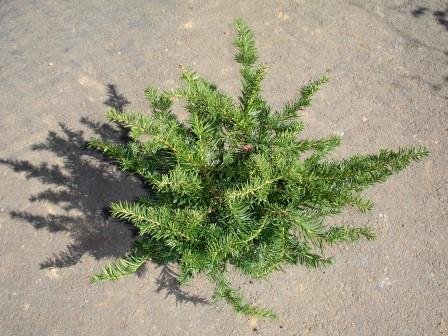 taxus.repandens 5