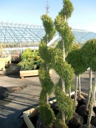 thuja.occidentalis.smagard.kanadalifvidur.smagard 2