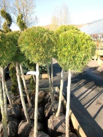 thuja.occidentalis.smagard.kanadalifvidur.smagard 5