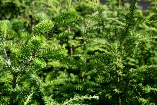 tsuga.heterophylla.martholl 3